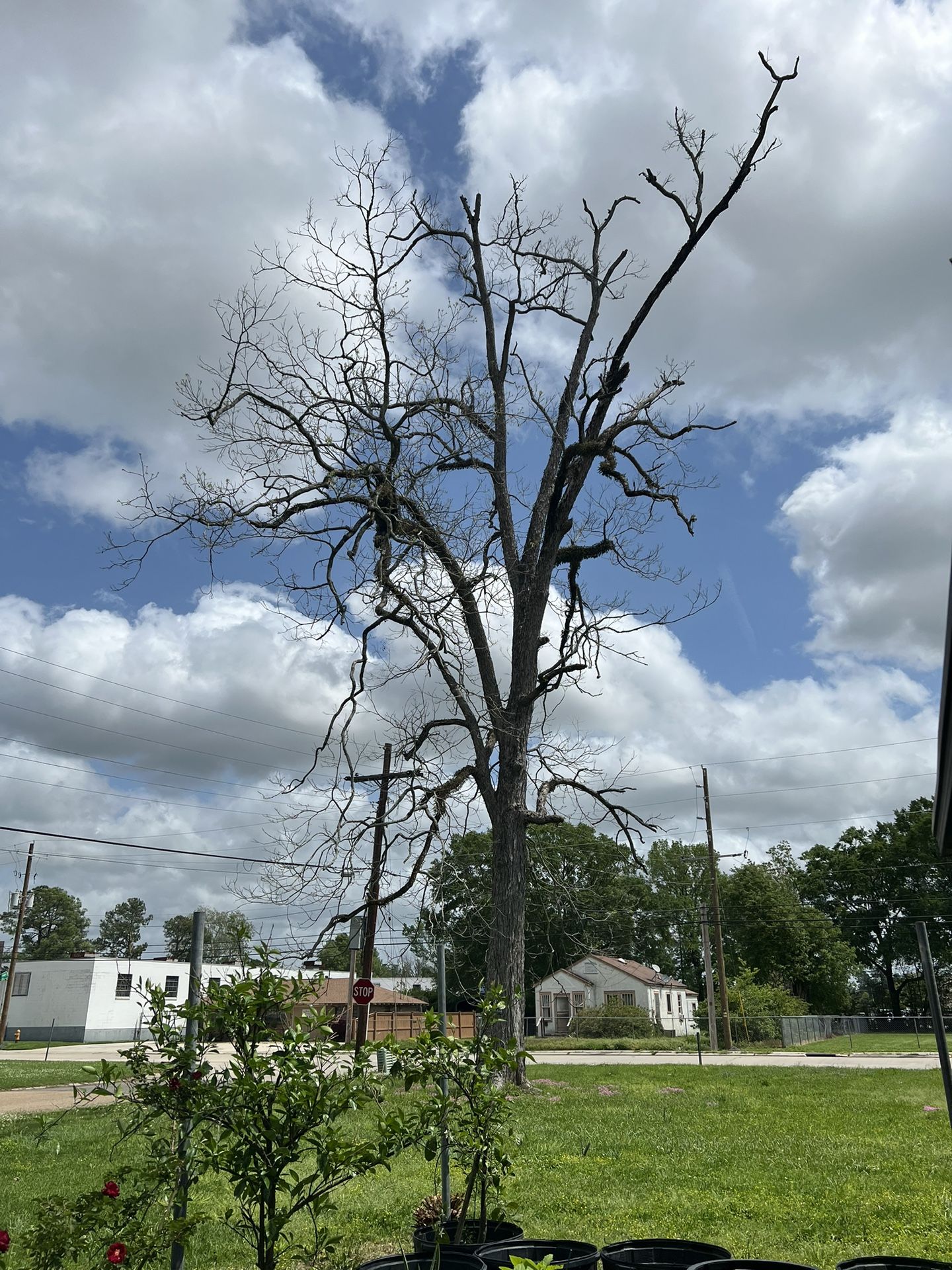 Free Pecan Wood
