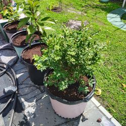 jaboticaba fruit tree