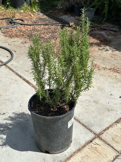 Rosemary plant