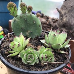 Cactus - (Prickly Pear) Succulent - (Hen and Chicks) Mini Garden (4 Inch pot) 