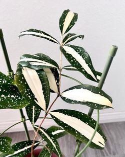 house warming plant Housewarming Gifts | Unique Succulent Gift Ideas | Succulent Gift Delivery