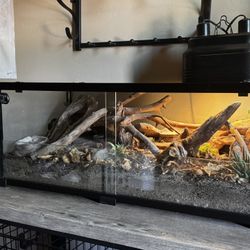 Leopard Gecko And Enclosure