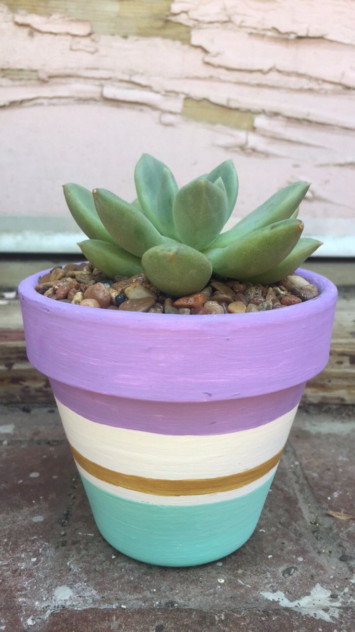 Popular Pastel Graptoveria Succulent