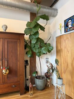 Large Fiddle Tree