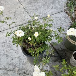 Baby Rose Bush 