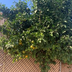 Ya Hay Naranjas Agrias