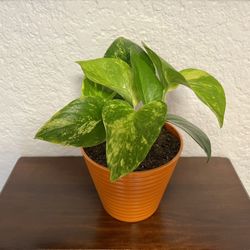 Golden Pothos Houseplant 