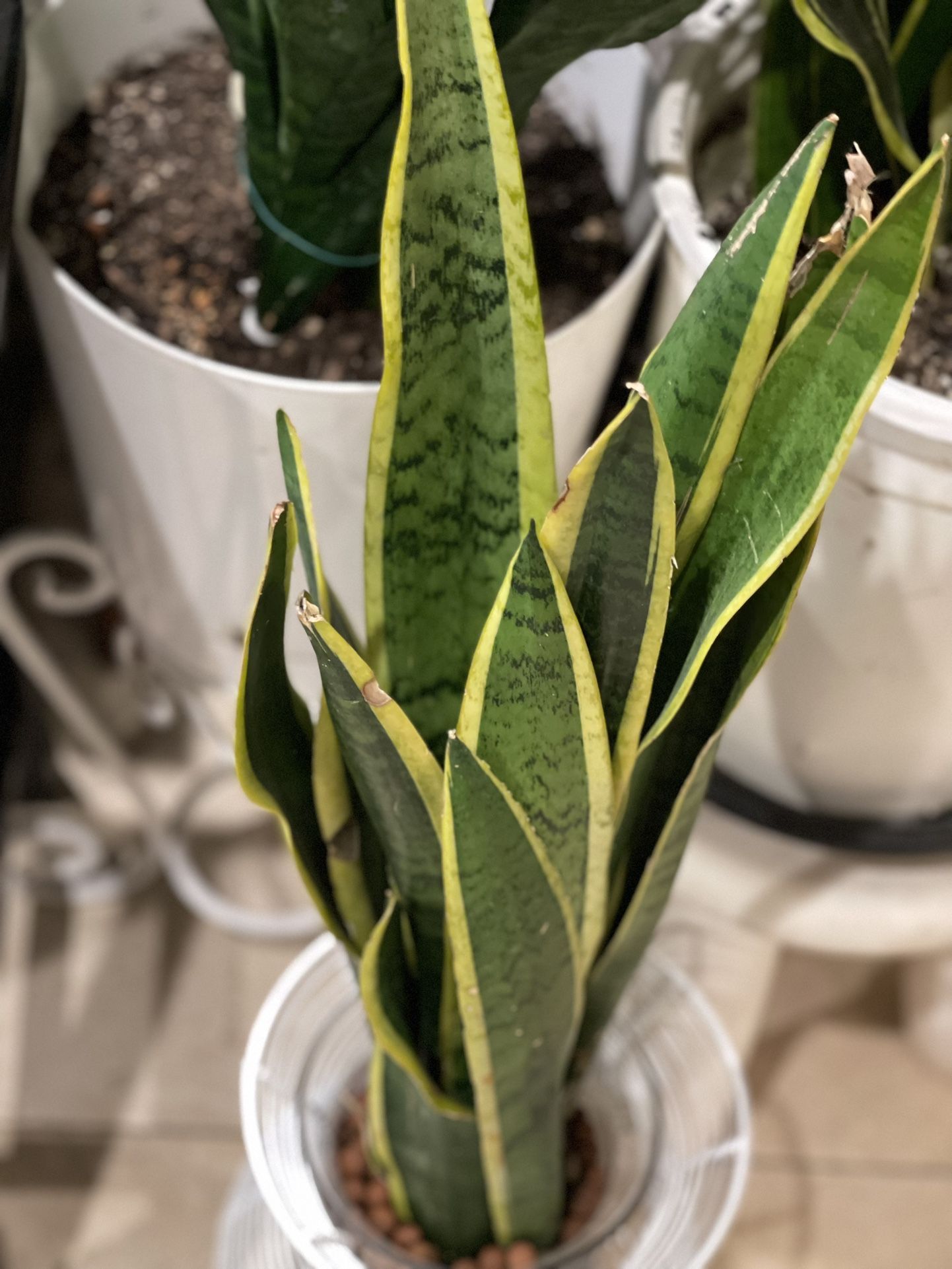 SNAKE Plant Grow on LECA Balls, Rocks, & Water
