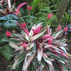 Stromanthe TrioStar | Live Tropical HousePlant | $5 Discount For Local Puck Up