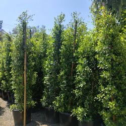 Ficus Nitida Privacy 25 Gallon