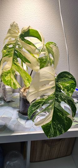 Monstera Tiger Albo top cut