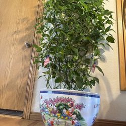 Large Jade Pothos Plant In a Big Asian Pot
