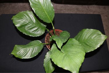 Peace Lillie - Mother plant