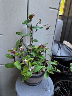Tradescantia Cerinthoides purple plant/ planta morada Cerinthoides