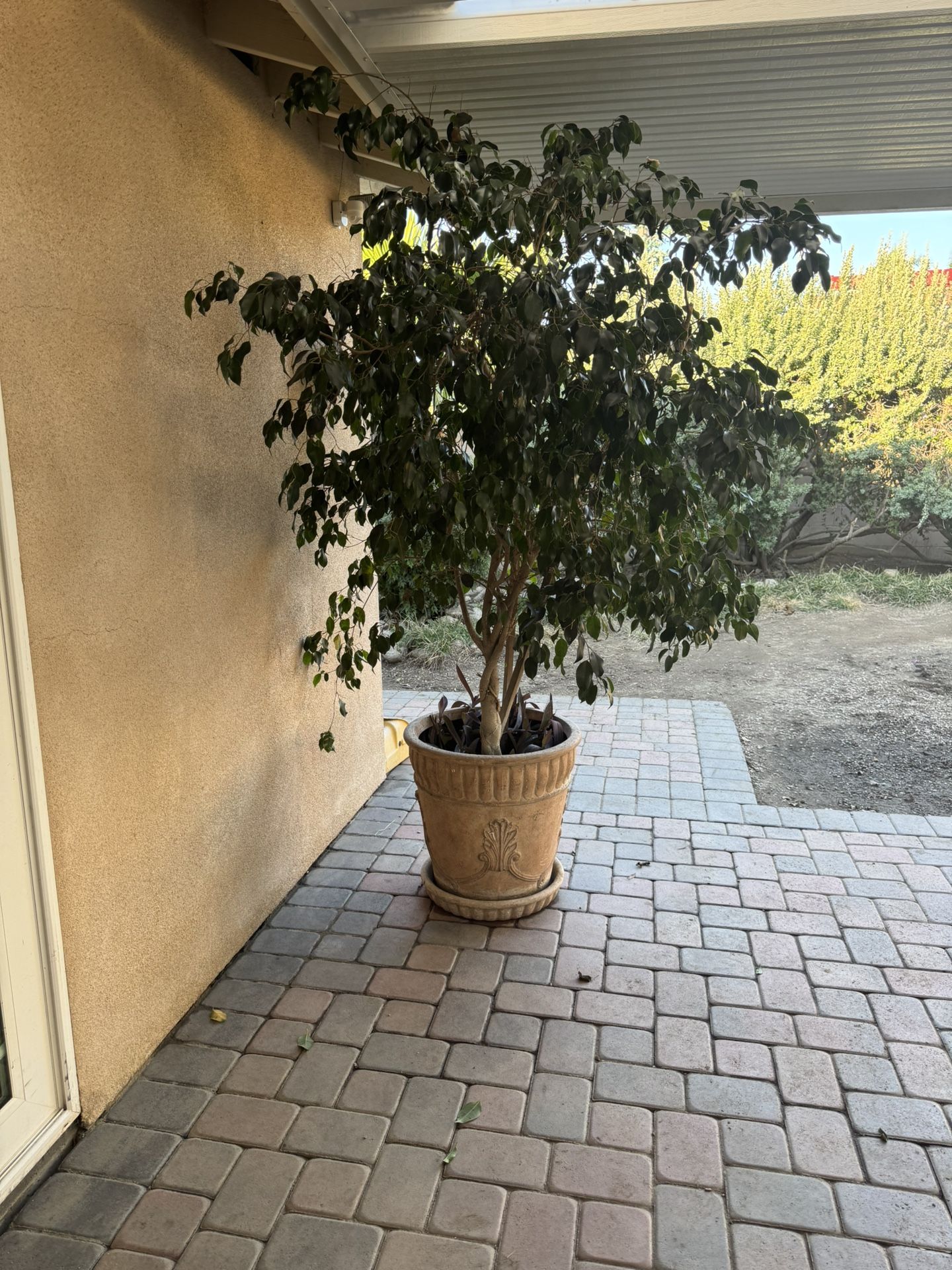 Beautiful Large Ficus Tree In Ceramic Planter
