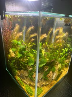 New aquael 20L as pictured aquascape planted fish tank aquarium