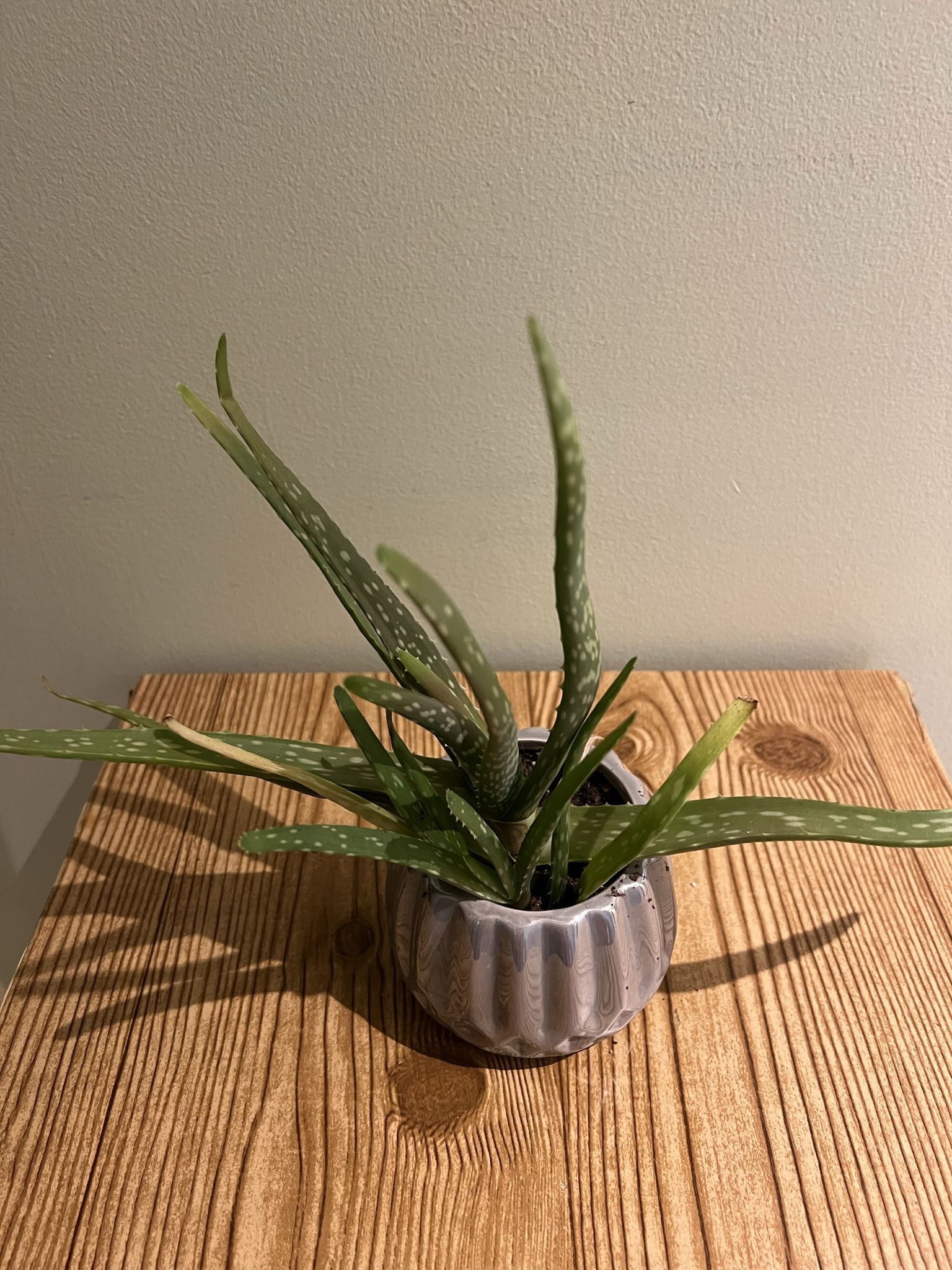 Aloe Plant