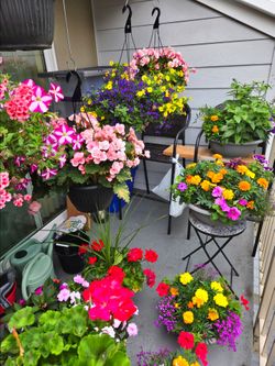Beautiful Outdoor Flowers both Hanging Pots and Upright Pots