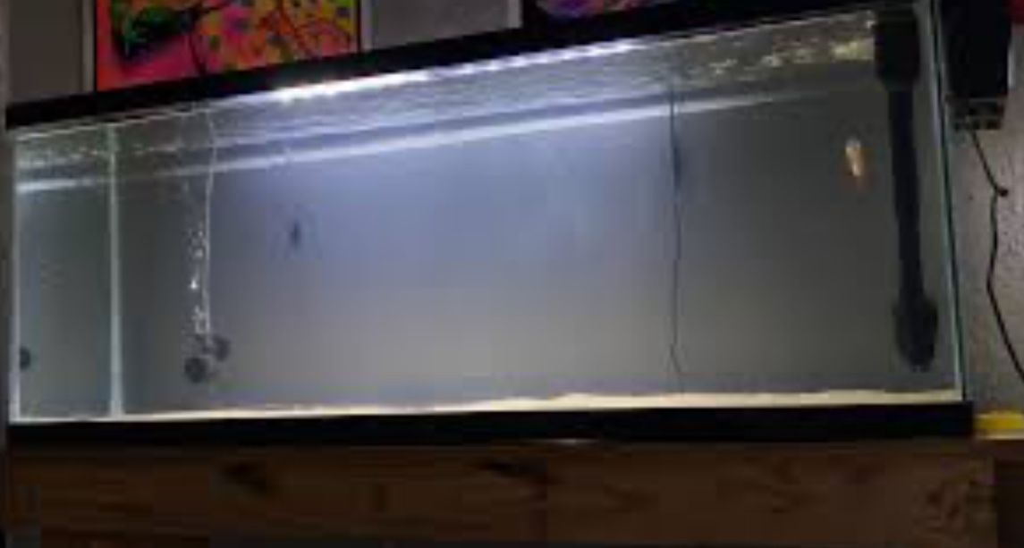 Fish Tank 