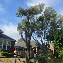 GOOD PRICE ON 🌳🌳Removal 