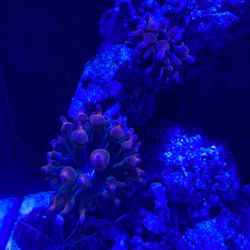 Rainbow Rose Bubble Tip Anemone 