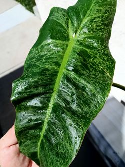 Philodendron Paraiso Verde Aurea Variegated