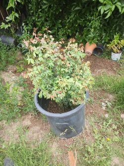 Arbolitos de guamuchil...son como 20 aebolitos