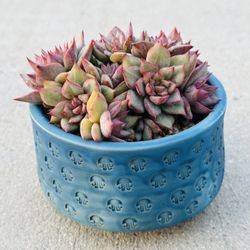 Succulents plants 🪴 （Echeveria madiba ）