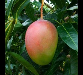 Glenn Mango Tree