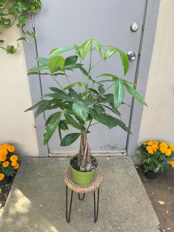 Pachira Aquatica Braided Money Tree House Plant 6” Pot