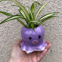 Beautiful Variegated Spider Plant With Cute Pot