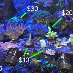 Fish Tank