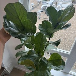 6ft” Multi Branch Fiddle 