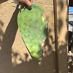 Prickly pear leaf with roots