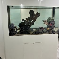 Fish Tank 