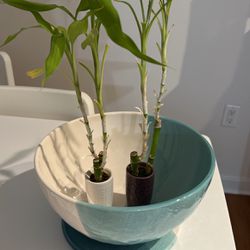 Crate &Barrel Matching Bowl & Plate + 2 Real Bamboo Plants In Vase