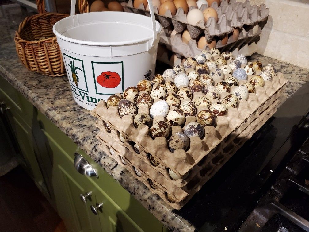 Quail Eggs