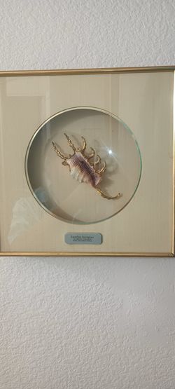 Lambis Scorpius Framed Specimen Shell Display