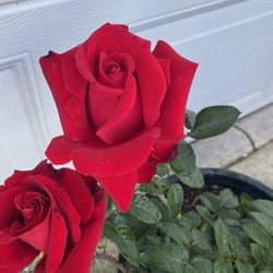 Roses Available For Sale, $20 Each Plant In 5 Gallons Firm Price  Pick Up In City Of Whittier Ca 