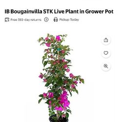 My bougainvillea Stj Plant With Knomb
