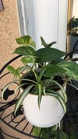 Pothos and Spider Plant in White Pot
