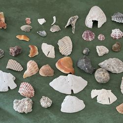 Natural Seashells & Rocks Ocean Beach Fish Tank Shells Fossil