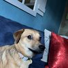 Roscoe