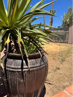 Large Decorative plant Pot with Full Mature Agave Plant