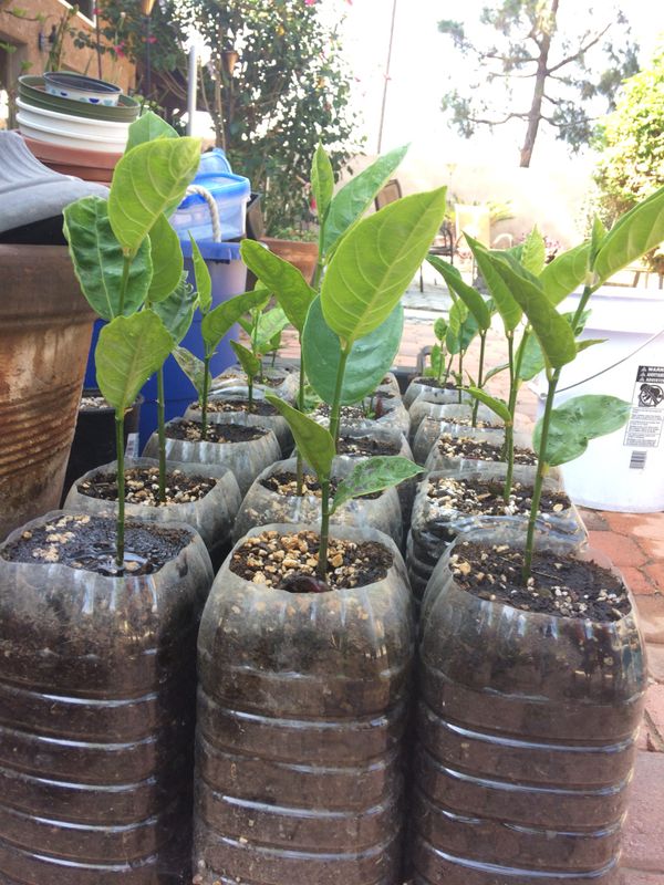 Jackfruit Trees! for Sale in Ontario, CA - OfferUp