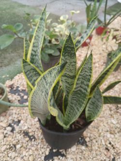 Sansevieria plants 🪴 $15