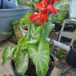 Bicolor Caladium And Canna Lily Plants