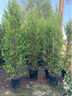 Carolina cherry privacy shrubs 7 feet when planted