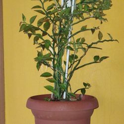 Seashell Zigzag Plant 