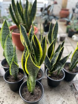 1 gallon snake plant